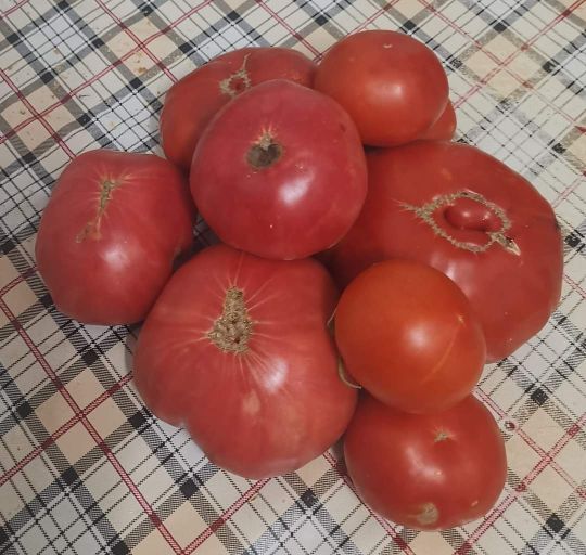 Cómo Hacer Conserva de Tomate